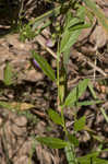 Showy milkwort